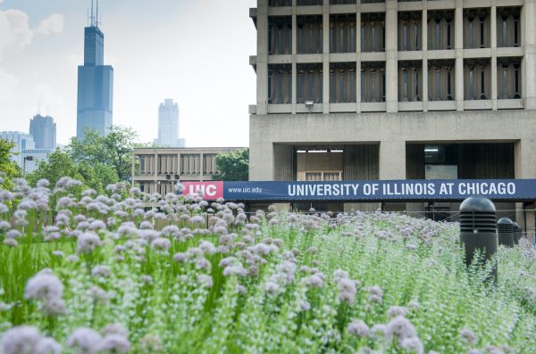 green bushes with purple flowers in the foreground with university hall and Chicago skyline at the background
