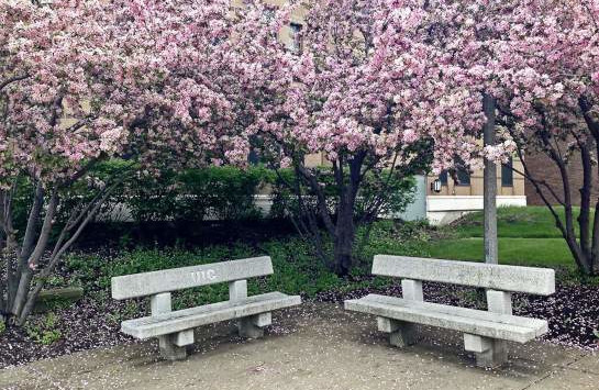 two UIC campus benched under blooming trees